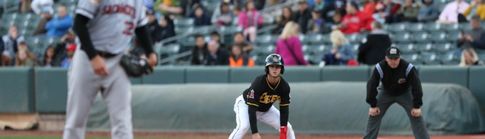 Bees and River Cats (Photo Rob Gray)
